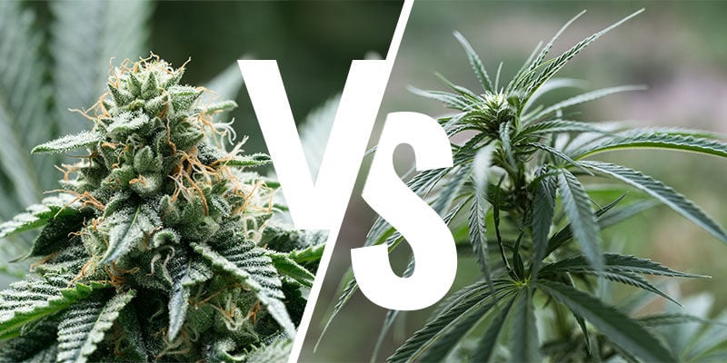indica vs sativa