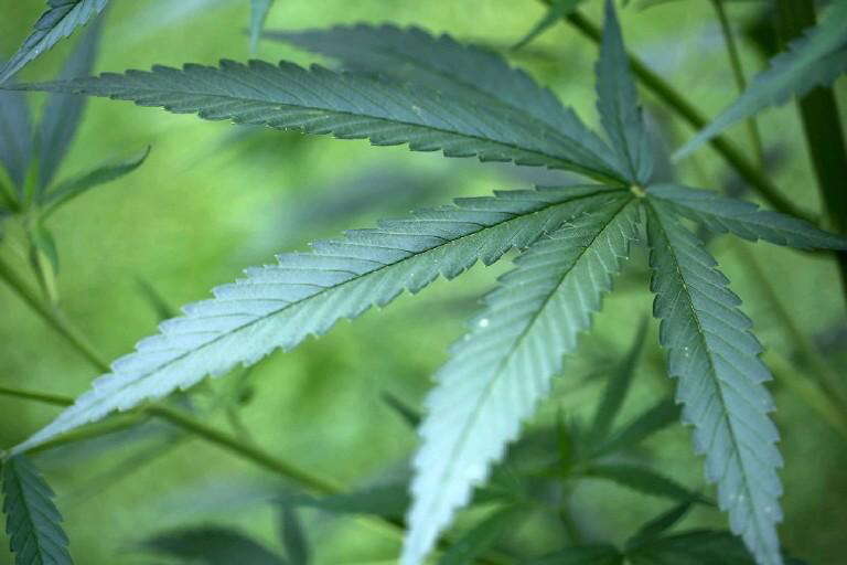 Understanding Cannabis Potency