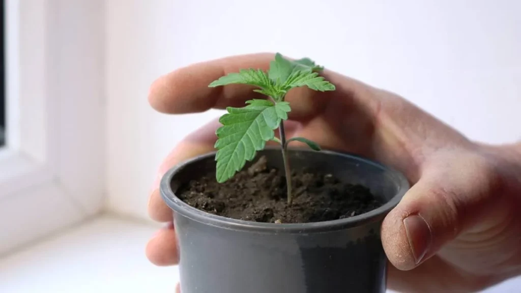cloning autoflower cannabis seeds