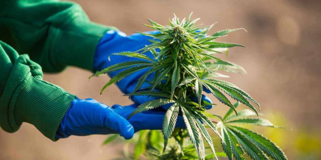 Understanding the Stages of Cannabis Growth