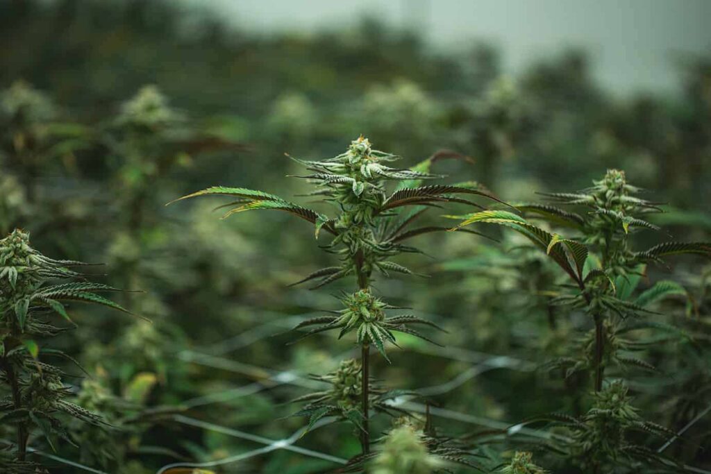  the Stages of Cannabis Growth