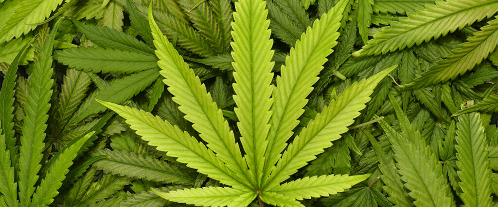 Cannabis leaves