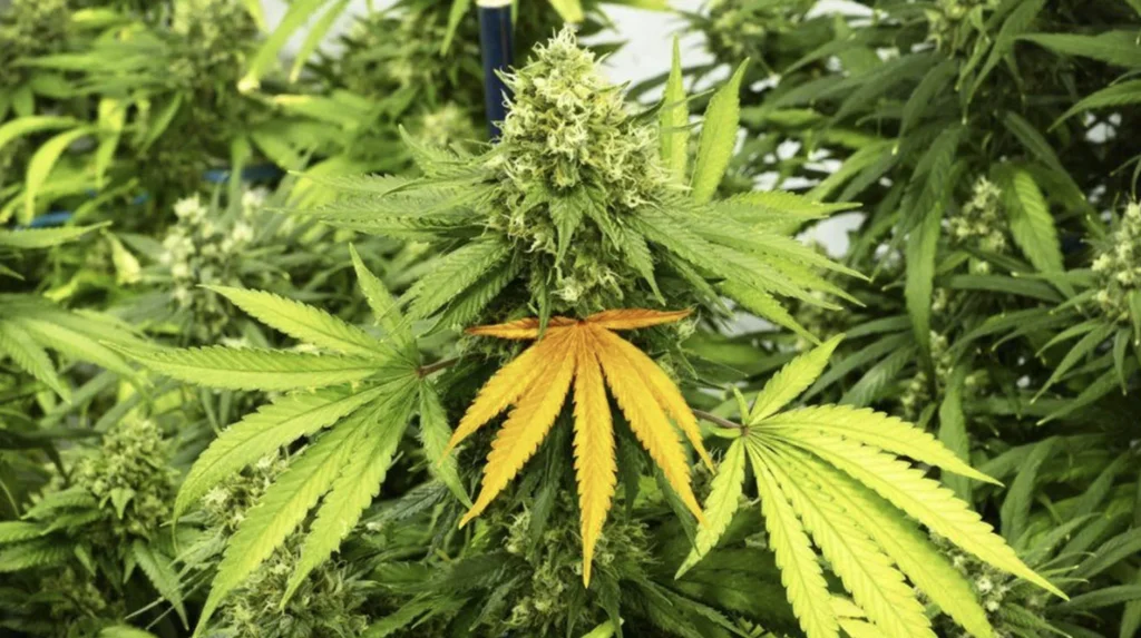 Yellowing Leaves in Cannabis 