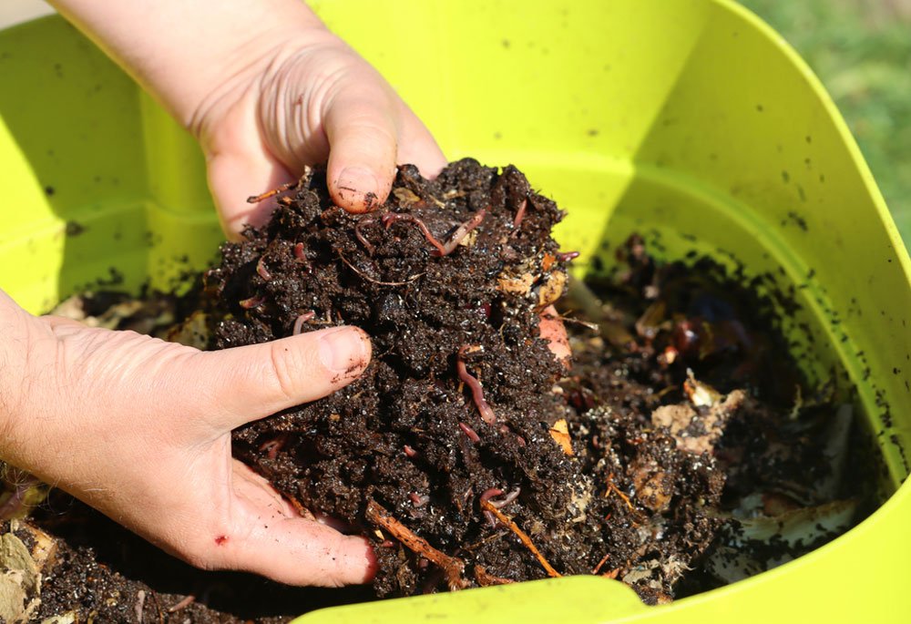 Organic Fertilizers for Cannabis