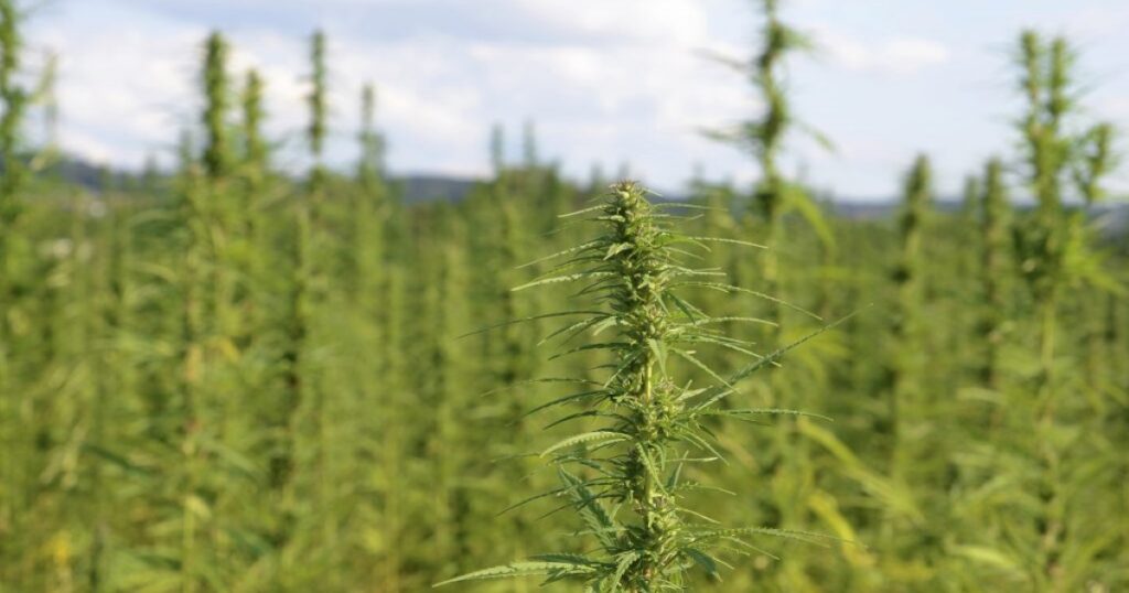 The Importance of Water Quality in Cannabis Cultivation