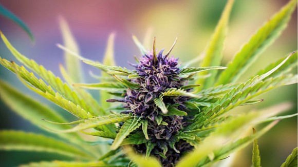 Choose right cannabis seeds