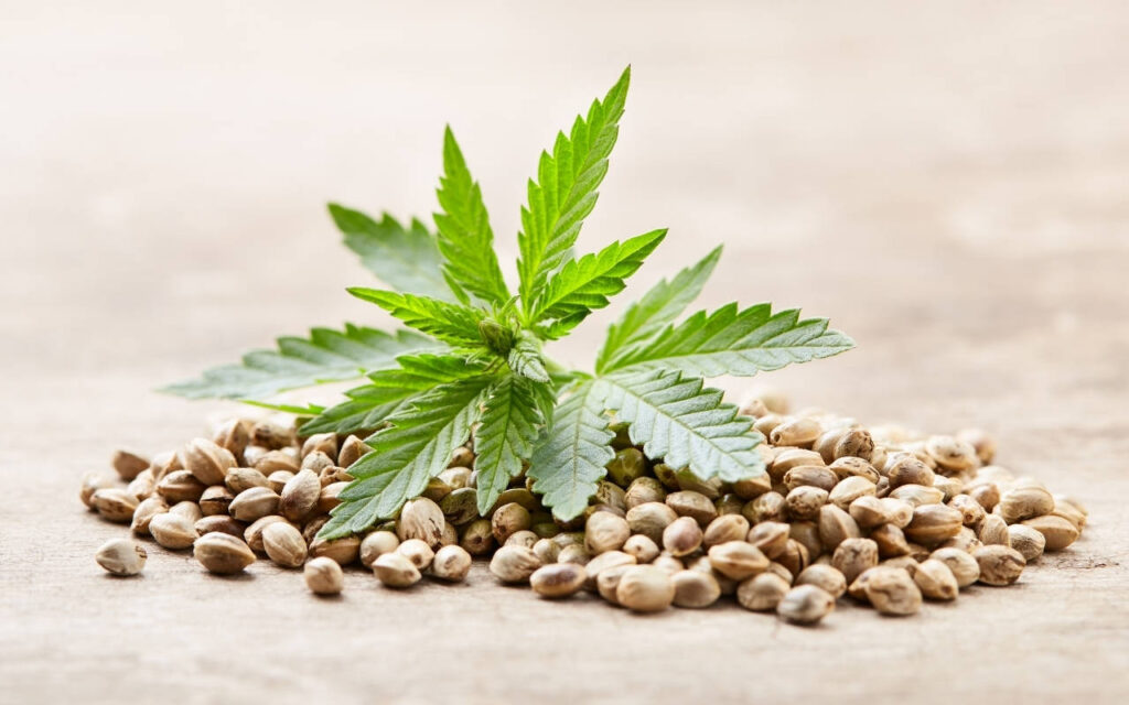 Cannabis seeds