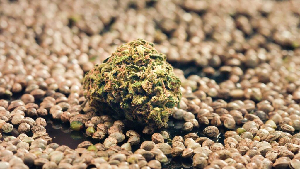 Exploring Cannabis Strain Profiles Choosing the Right Strain for Your Needs