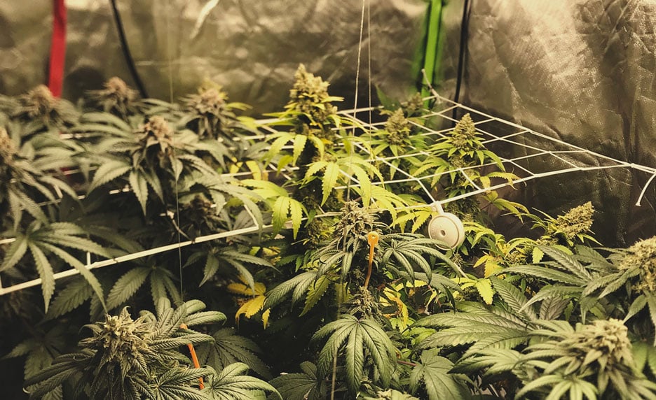 What Is Phytoremediation