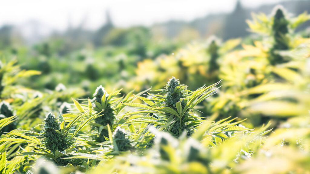 The Environmental Challenges of Cannabis Cultivation