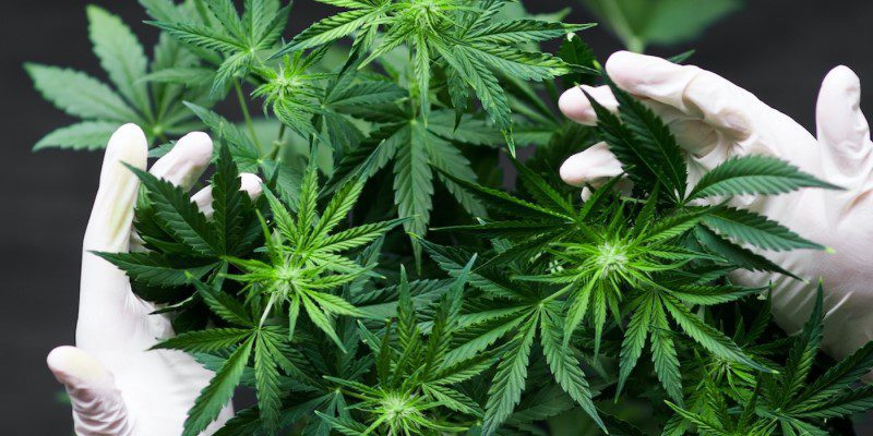 How Climate Change Is Impacting Cannabis Cultivation
