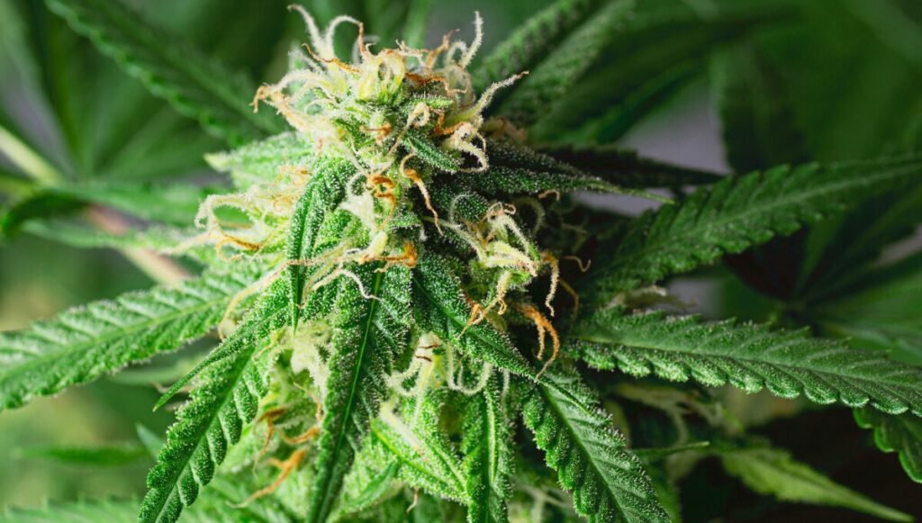 Best Cannabis Strains for Anxiety and Calm Living