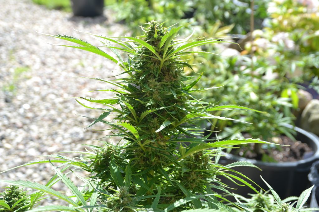 Top Cannabis Strains for Anxiety and Calm Living