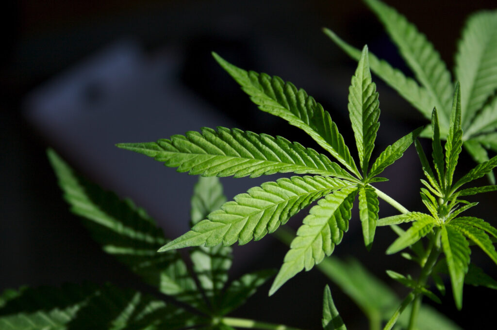 Fast-Growing Cannabis Strains
