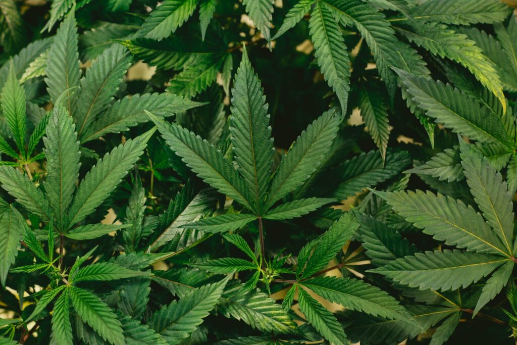 Fast-Growing Cannabis Strains