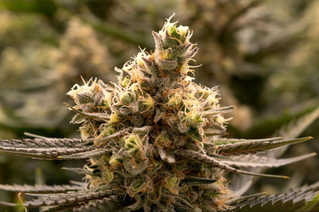 Matching Terpenes with Food Flavor Pairings that Elevate Taste