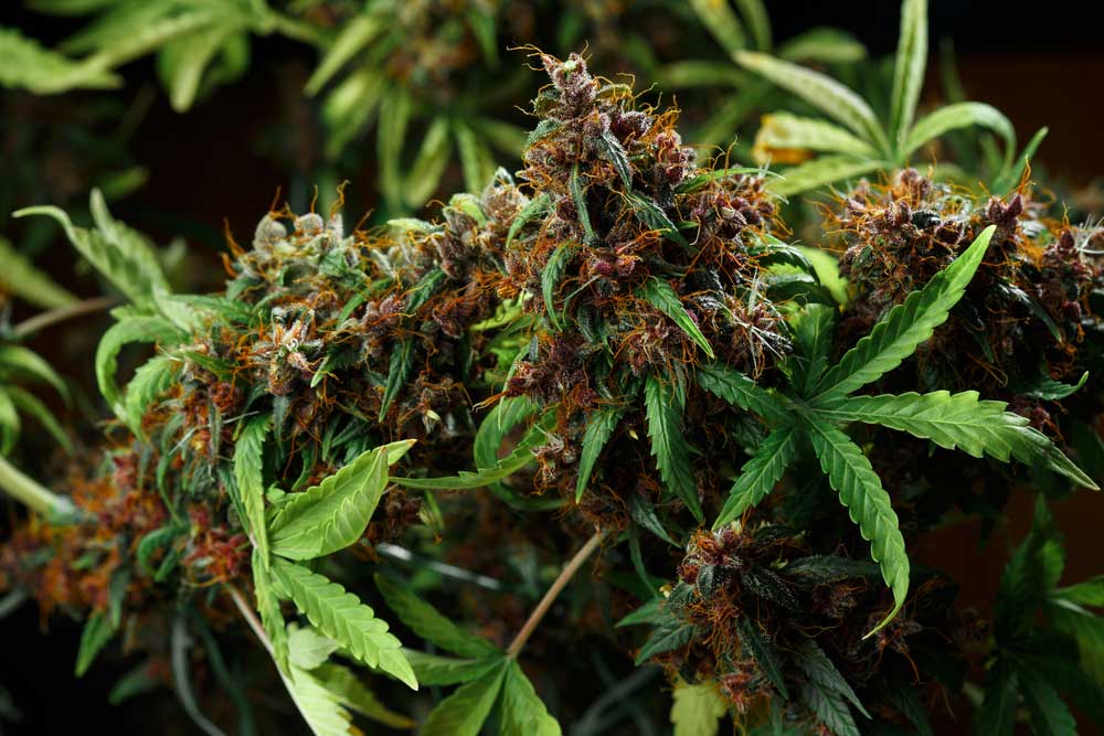 The Science Behind Terpene Pairing How to Match Cannabis with Food, Drinks, and Moods
