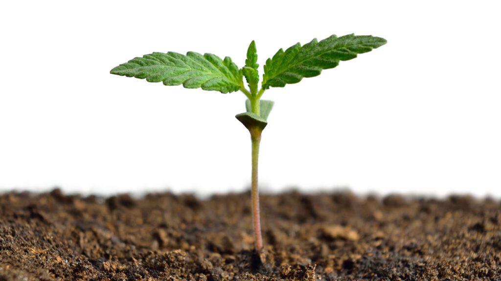 Cannabis and Sleep