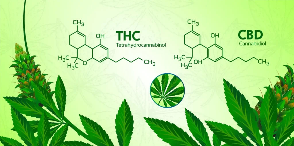 THC and CBD Working Together