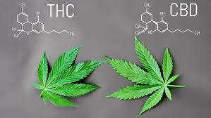 THC and CBD