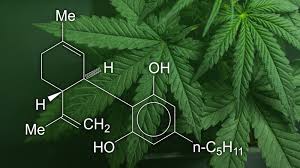 Organic Cannabis Growing